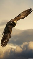 descargar wallpaper de animales